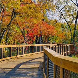 Wooded Nine Mile Creek path in the Cahill area.