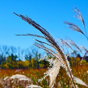 Autumn grasses beside Meadowbrook Lake.