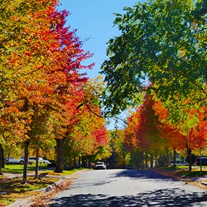 A tree-lined street in White Oaks.